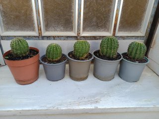 Cactu muy bonitos