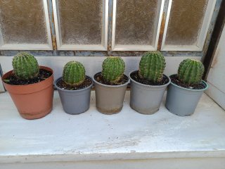 Cactu muy bonitos