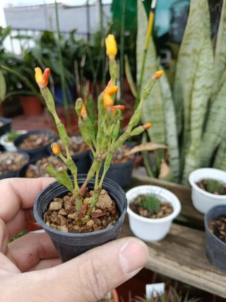 Hatiora Salicornioides Planta Suculenta