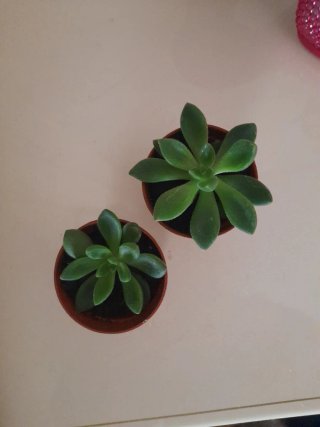 Lote 2 Suculentas Echeveria