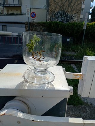 Coppa in vetro decorata con uva e foglie