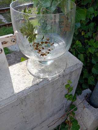 Coppa in vetro decorata con uva e foglie