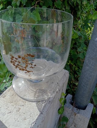 Coppa in vetro decorata con uva e foglie