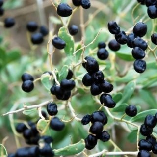 10 Semi Bacche di Goji Nere Introvabili