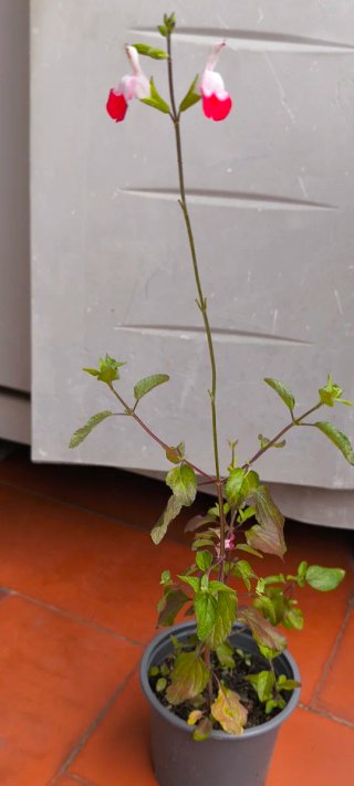 Salvia Hot Lips planta enraizada