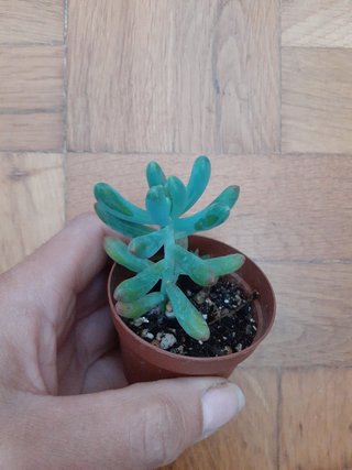 SUCULENTA
