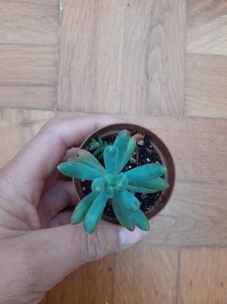 SUCULENTA