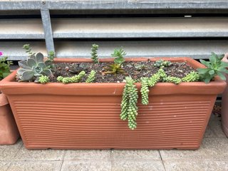 Plantas suculentas variadas Vendo porque estoy vo