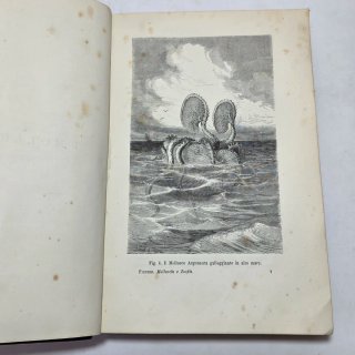 Libro antico Molluschi e zoofiti di Luigi Figuier