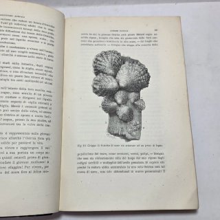Libro antico Molluschi e zoofiti di Luigi Figuier