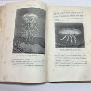 Libro antico Molluschi e zoofiti di Luigi Figuier