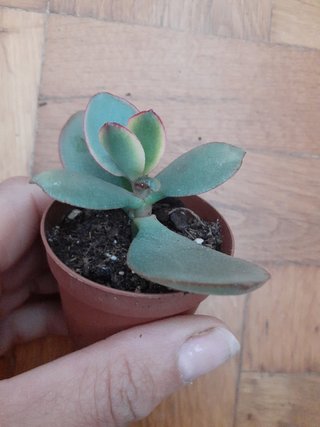 SUCULENTA