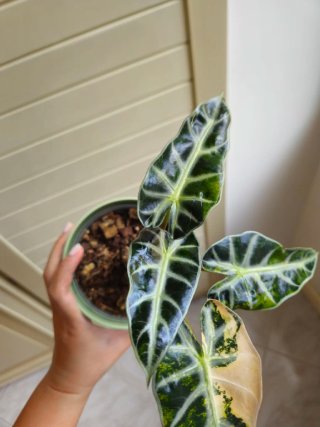 Alocasia Bambino Aurea Variegata