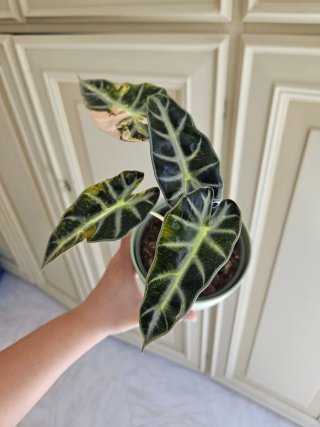 Alocasia Bambino Aurea Variegata