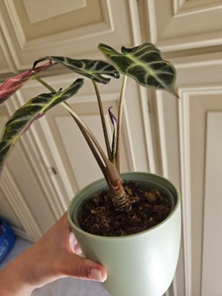 Alocasia Bambino Aurea Variegata