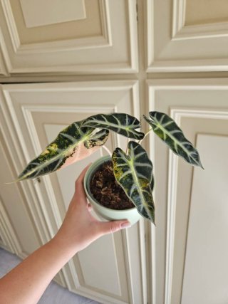Alocasia Bambino Aurea Variegata