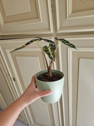 Alocasia Bambino Aurea Variegata