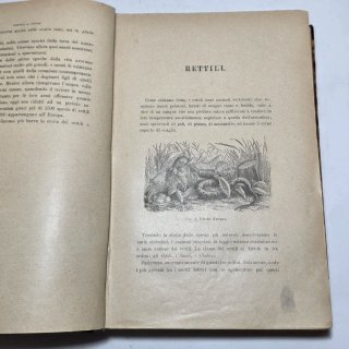 Libro antico - Rettili, pesci e animali articolati