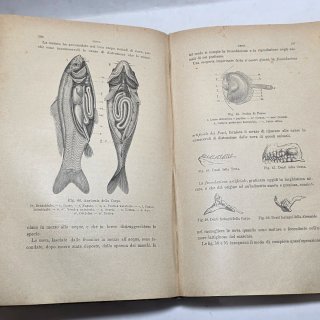 Libro antico - Rettili, pesci e animali articolati