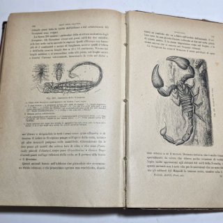 Libro antico - Rettili, pesci e animali articolati
