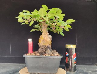 Pre bonsai Malus Everest OFERTA