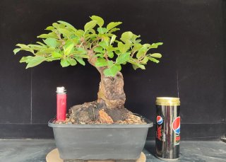 Pre bonsai Malus Everest OFERTA