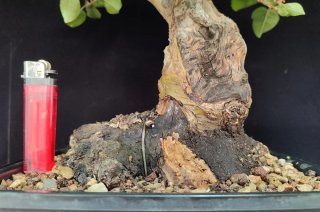 Pre bonsai Malus Everest OFERTA