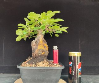 Pre bonsai Malus Everest OFERTA