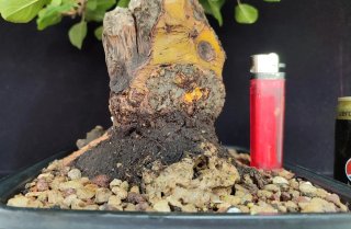 Pre bonsai Malus Everest OFERTA