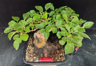Pre bonsai Malus Everest OFERTA