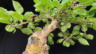 Pre bonsai Malus Everest OFERTA
