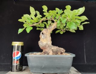 Pre bonsai Malus Everest OFERTA