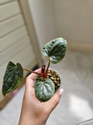 Baby Anthurium Luxurians