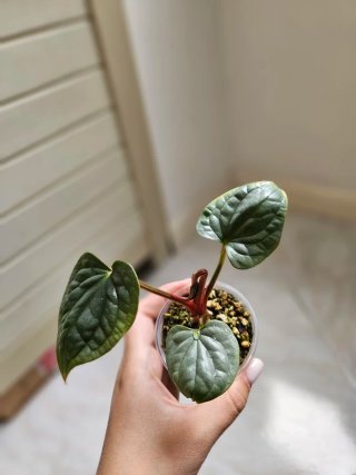 Baby Anthurium Luxurians