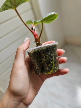 Baby Anthurium Luxurians