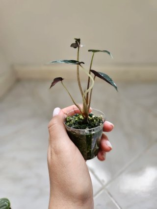 Baby Alocasia Bambino Pink Variegata