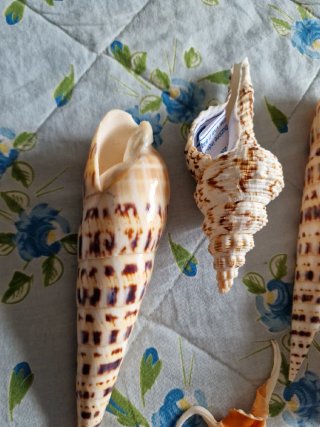 Lotto 5 conchiglie da collezione
