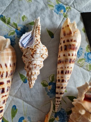 Lotto 5 conchiglie da collezione