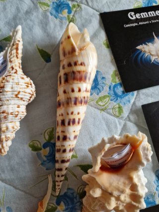 Lotto 5 conchiglie da collezione