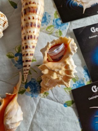 Lotto 5 conchiglie da collezione