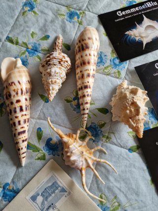 Lotto 5 conchiglie da collezione