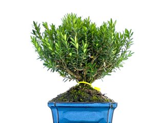 Bonsái Buxus Harlandii 0019