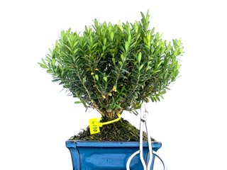Bonsái Buxus Harlandii 0019