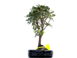 Rhododendron Indicum 0024 Bonsai