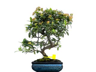 Bonsái Pyracantha 0075