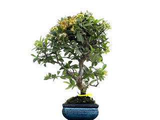 Bonsái Pyracantha 0075