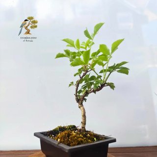 Bunjin Sauco bonsai