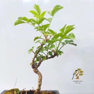 Bunjin Sauco bonsai