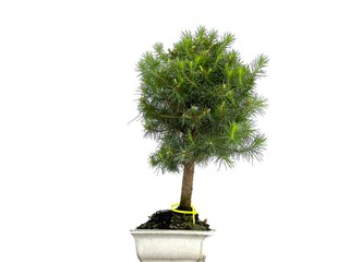 Pinus Halepensis 0076 Bonsái