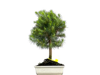 Pinus Halepensis 0076 Bonsái